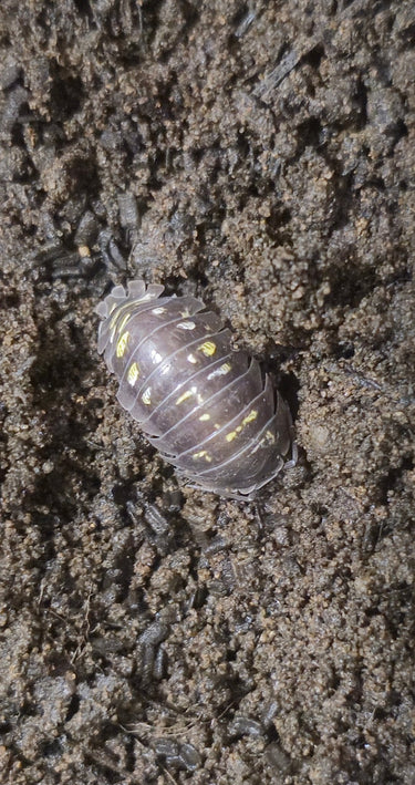 Lake garda isopod for sale